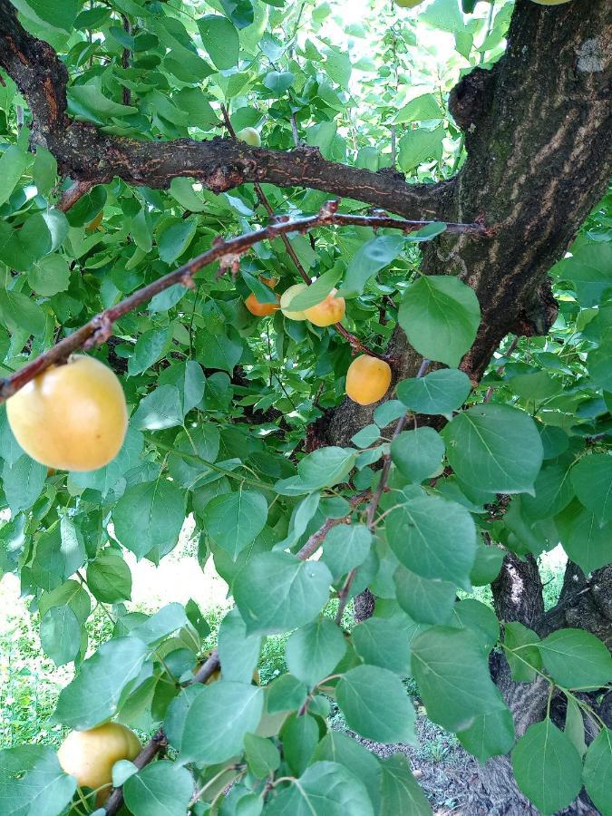 Les Abricots Villa *